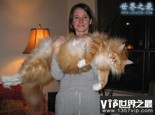 世界上最长的猫，长达1.23米(图)(img.1221vip.com)