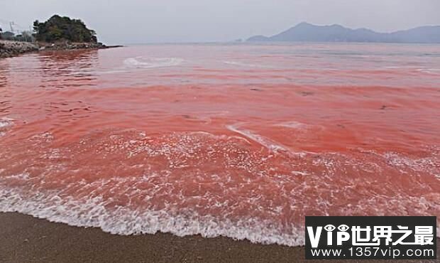 世界上水温最高的海：红海，最高水温60℃