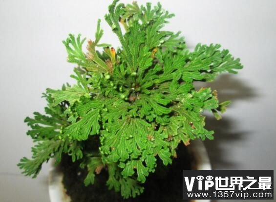 生命力最强的三种植物，千岁兰上榜可活1500年