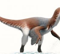 南方盗龙(Austroraptor)：南半球最大驰龙类恐龙