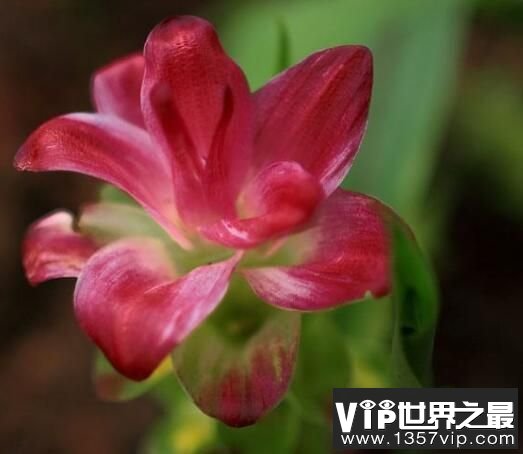 世界上最臭的花：魔芋花，有腐烂尸体的气味(尸臭魔芋)