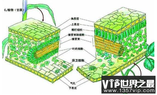 植物是从哪里来的，植物的祖先来自大海(2)