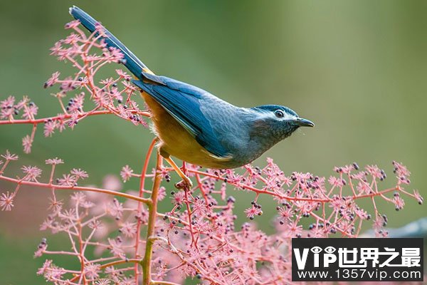 10大最漂亮的鸟排行榜