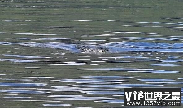 浅谈喀纳斯湖水怪之谜，原来是大鱼在作祟