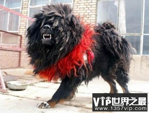 藏獒之王--鬼獒，世界上最凶猛的狗，没有之一