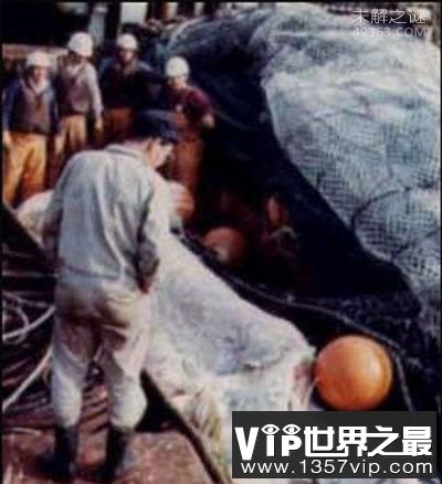 日本1977年巨型海怪尸体事件:海怪重量约2吨