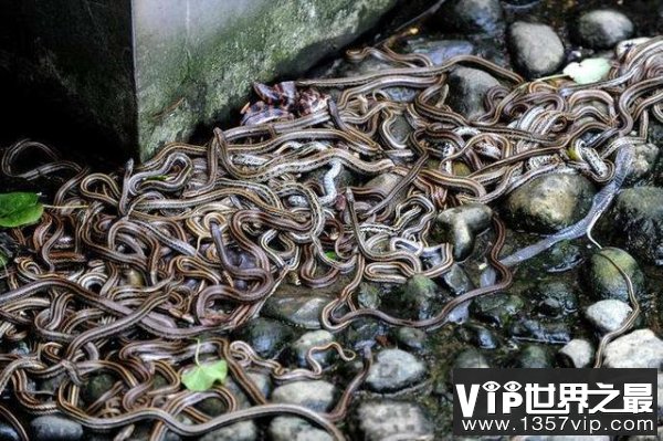 十大恐怖蛇岛：遍地巨蟒无人踏足