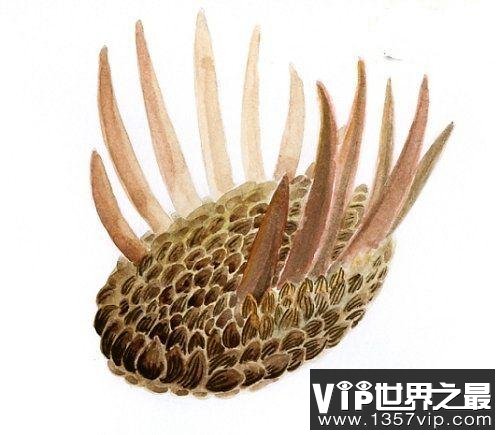 寒武纪十大恐怖生物，怪诞虫竟是霍式不死虫的“亲戚”