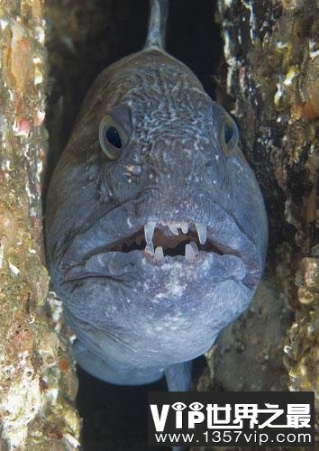 英国海岸十大奇特海洋生物