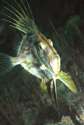 英国海岸十大奇特海洋生物