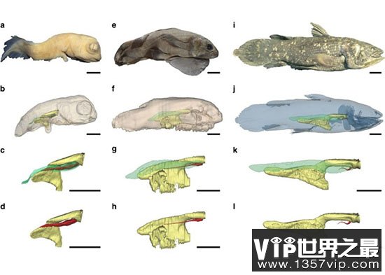 科学家深水下拍到活化石腔棘鱼 在4亿年前已出现地球