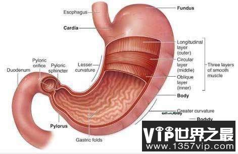 人体最重要的十大器官，哪个器官最重要呢?