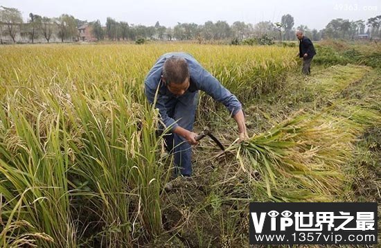 湖南澧阳平原是世界水稻最早起源地