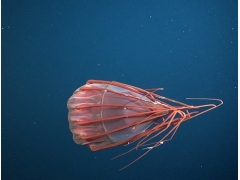 形似外星生物的奇异水母