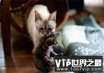 武松打虎之谜：猫科动物的死穴竟是这里！