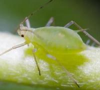 世界上繁殖最快的昆虫：蚜虫，一年繁殖30代(N世同堂)