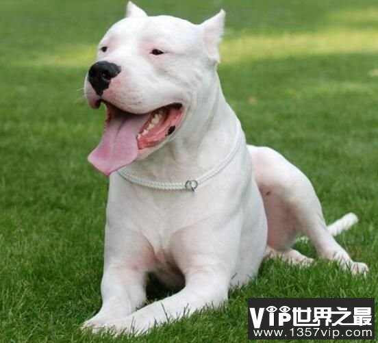 世界恶犬之杜高犬，多种犬杂交而成的凶猛犬种