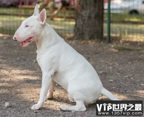 世界恶犬之斗牛梗，忠诚可靠的混血伴侣犬