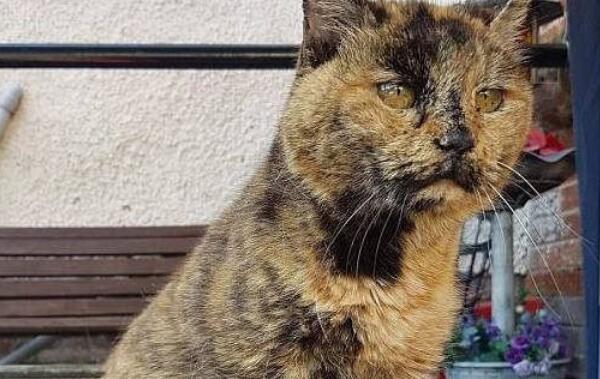 世界上年龄最大的猫：花斑家猫活了34岁