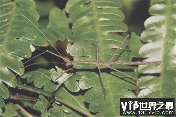 昆虫界的十大顶级霸主：体型巨大，杀伤力极强！