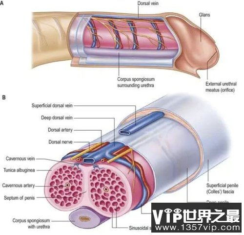 为什么年龄越大勃起功能越差