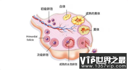 什么是黄体