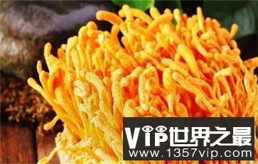 金虫草的食用方法 金虫草食用方法的禁忌