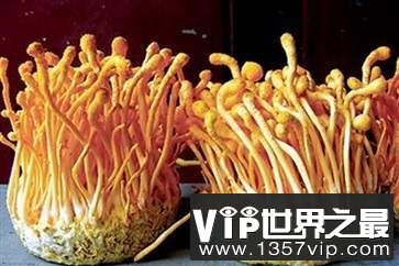 金虫草的食用方法 金虫草食用方法的禁忌