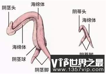 女生下面怎么找豆豆在哪 你真的了解女生的小豆豆吗?