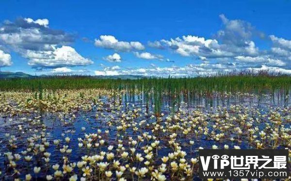 世界面积最大高寒沼泽湿地：若尔盖湿地海拔3500米