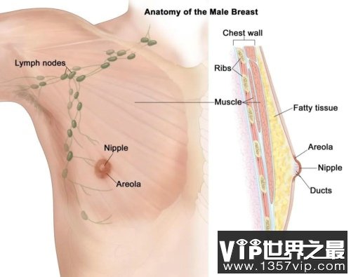 男性的乳头到底是怎么来的呢