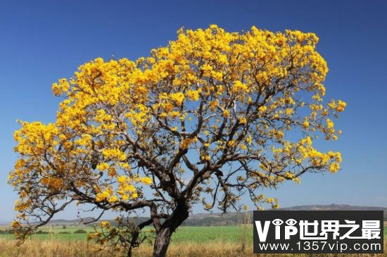 保护树木的十种方法：禁止乱砍滥伐排第一位