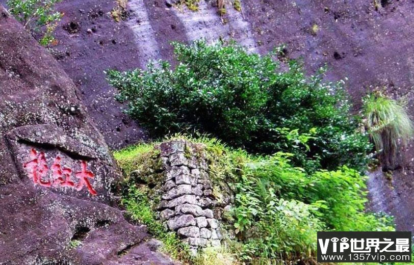 大红袍母树