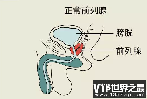 关于前列腺，你应该知道的事