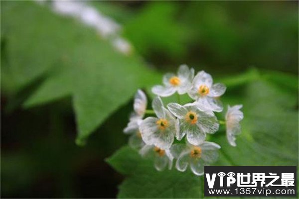 山荷花的生活环境