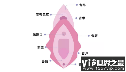 生理科普：阴道到底指什么？女人，请好好了解自己