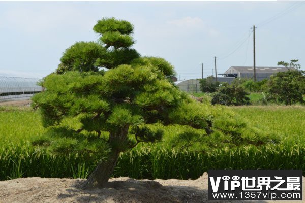 世界上最能抵抗紫外线的植物——南欧黑松