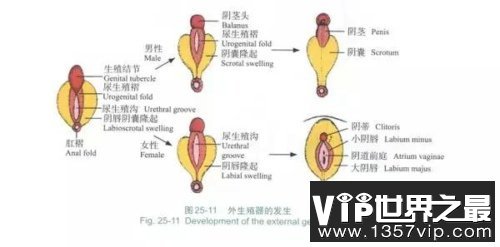 源自同一个组织