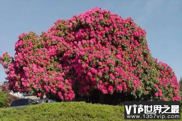 加拿大月之女神杜鹃花树