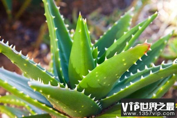 室内养不死的植物排名 豆瓣绿上榜，第一原产于非洲