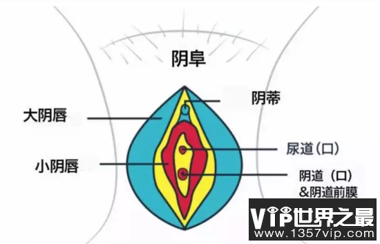 私密处的外观看起来是这个样子