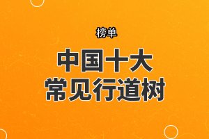 中国十大常见行道树，银杏树上榜，第四最为常见