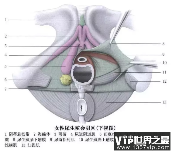 阴di