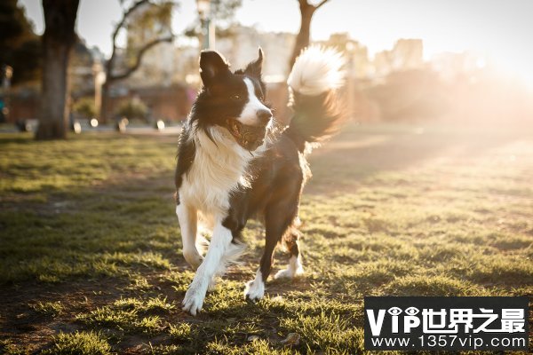 边境牧羊犬