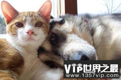 狗和猫见面就打架的原因是什么