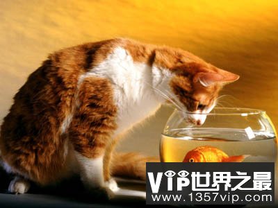 猫为什么喜欢吃鱼和老鼠