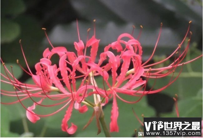 世界上十大不吉利花 彼岸花是冥界唯一的花(有花无叶)