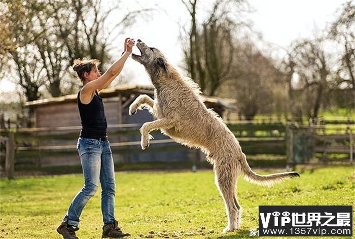 世界上尾巴最长的狗爱尔兰猎狼犬尾巴长76.8cm(体型庞大)