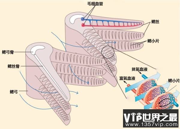 离开水也能存活的鱼是如何呼吸的