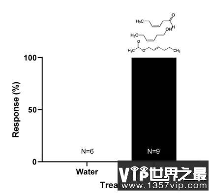 鸟的嗅觉比狗还要强